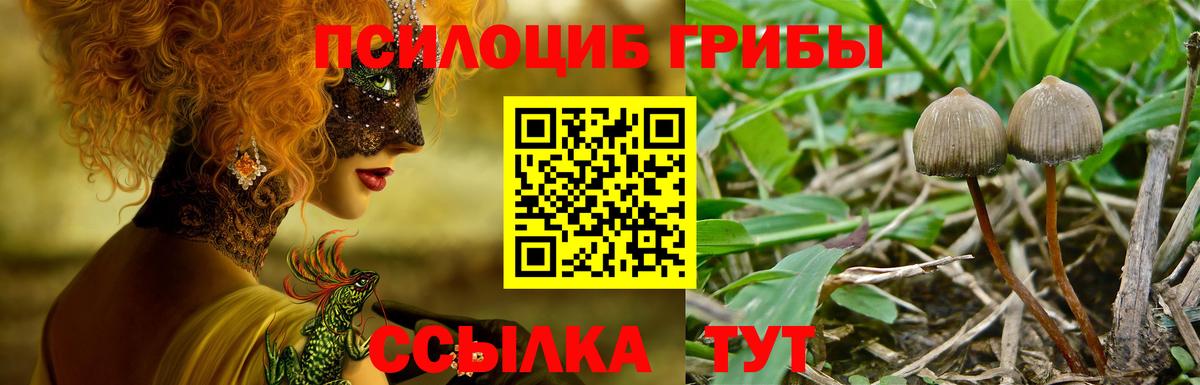 Псилоцибиновые грибы Psilocybe Люберцы